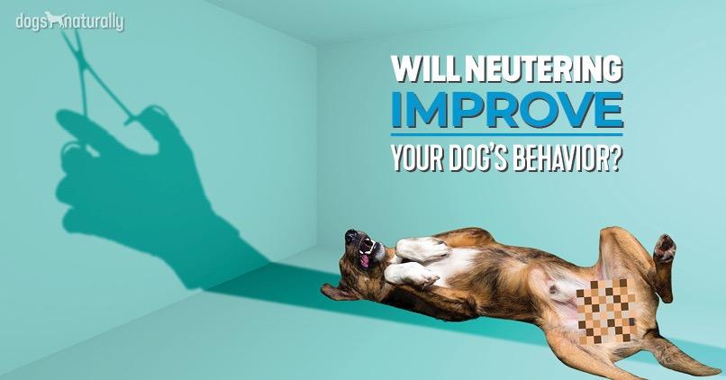 do dogs calm down after they are neutered