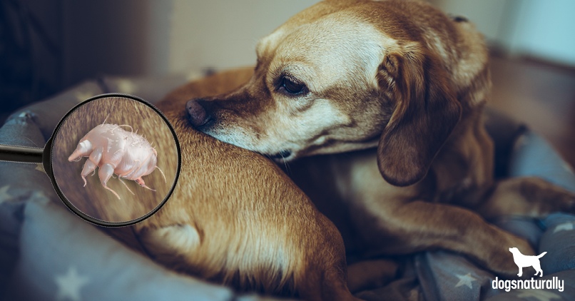how do you know if your dog has the mange