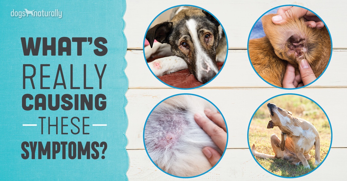 can dogs have eczema or psoriasis