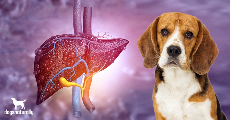 what would cause elevated liver enzymes in a dog