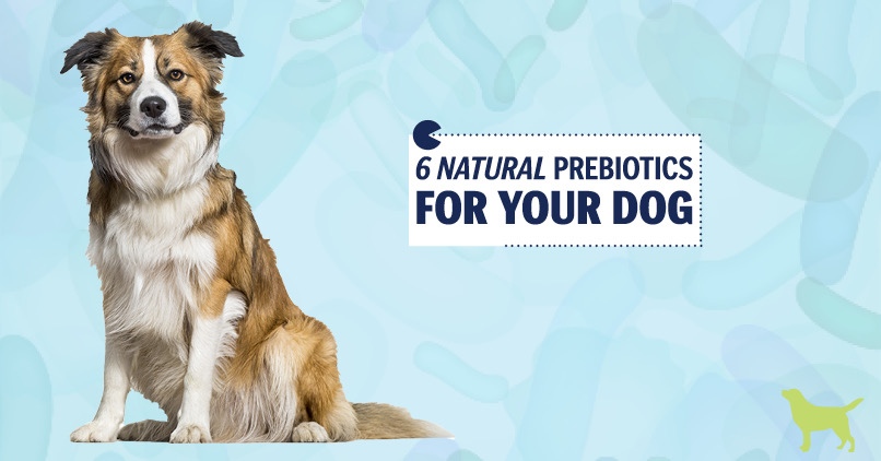 best prebiotic foods for dogs