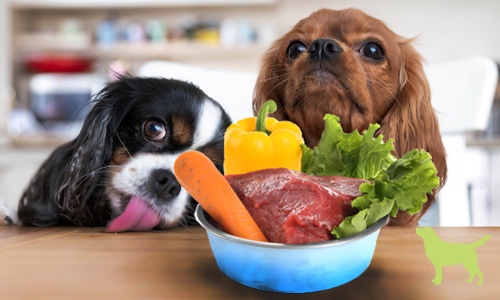 feeding pregnant dog raw diet