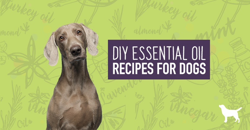 Easy And Safe DIY Essential Oil Recipes For Dogs