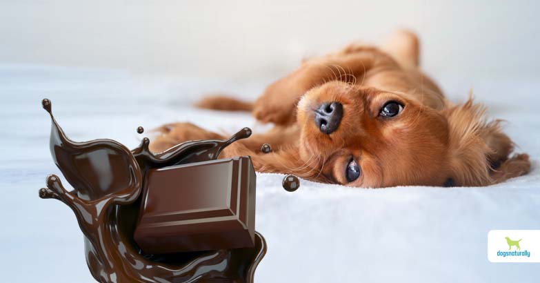 what happens if my dog eats a piece of chocolate