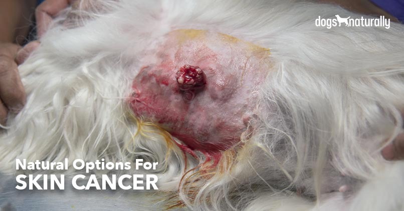 can skin cancer in dogs be treated