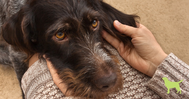 best dog ear infection treatment uk