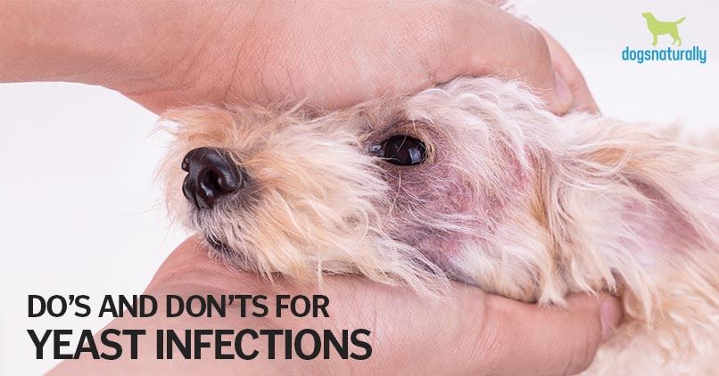 best dog food to prevent yeast infection