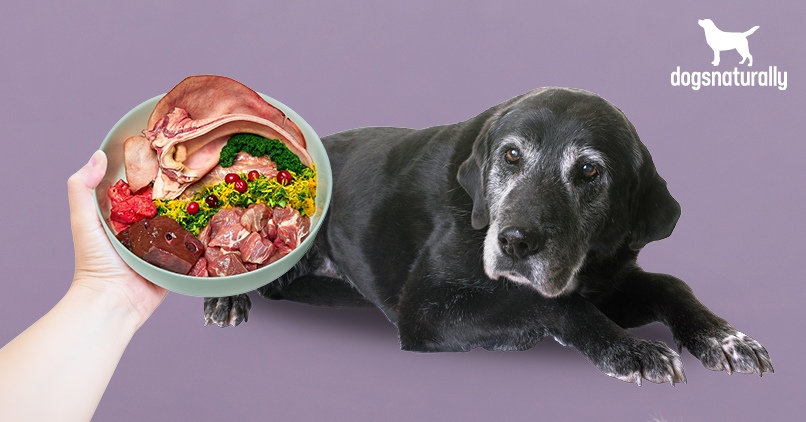The Best Food for Senior Dogs | Dogs 