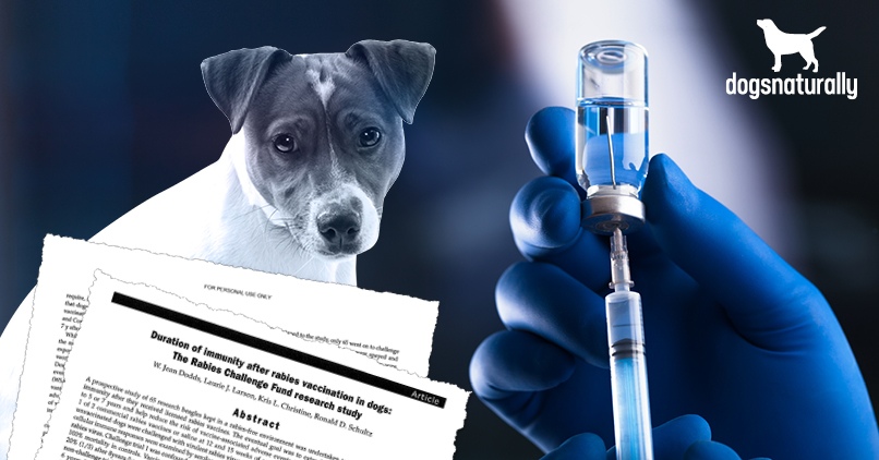 DMC to begin anti-rabies vaccination drive, MorungExpress