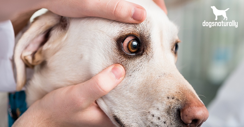 how to put eye drops in a dog that bites