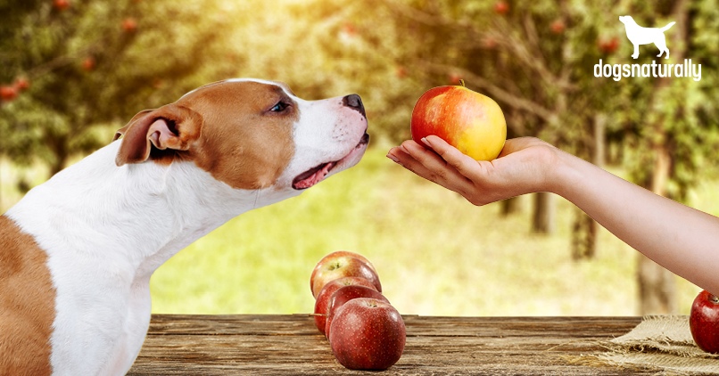 Can My Dog Eat Apples The Hidden Health Benefits Dogs Naturally