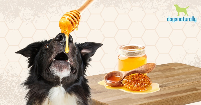honey safe for dogs