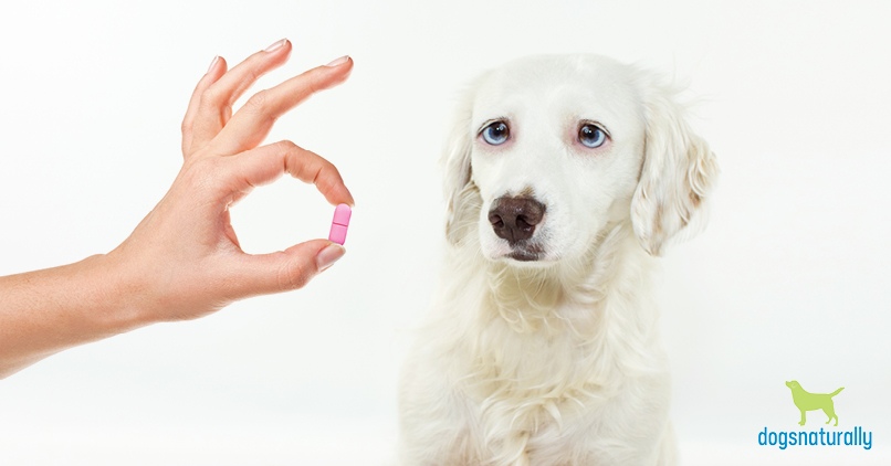 benadryl antihistamine for dogs