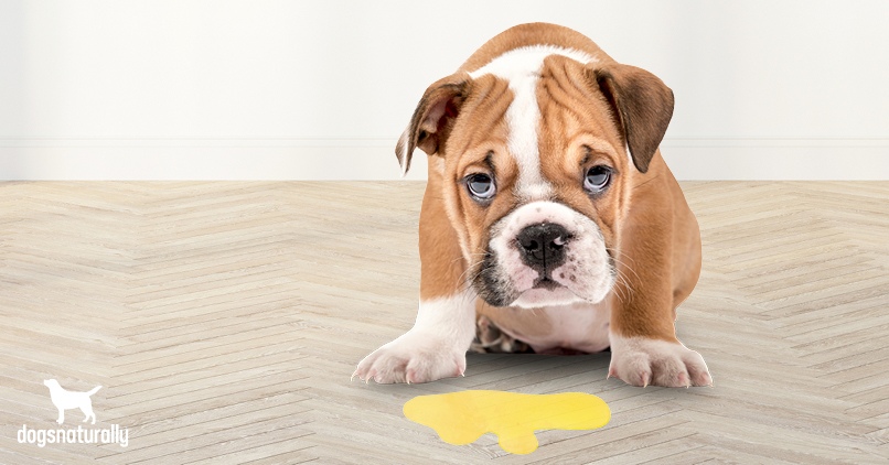 what does it mean when dog vomits yellow
