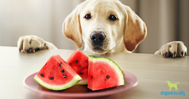 can dogs eat watermelon rinds