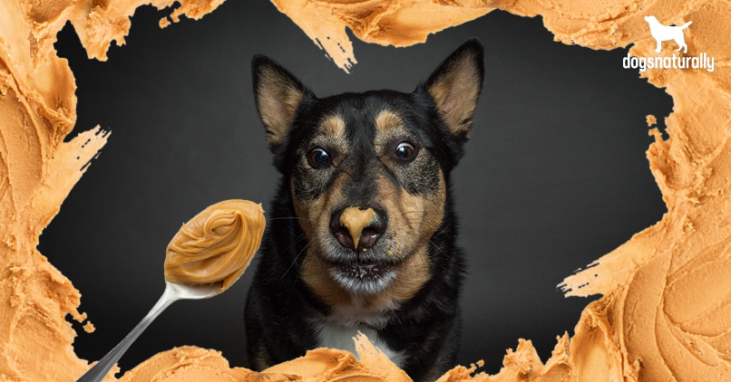 Can Dogs Eat Peanut Butter? Here Are 5 