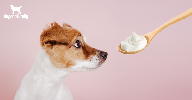 is yogurt good for maltese dogs?
