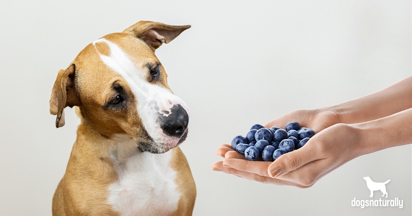 can puppies have blueberries
