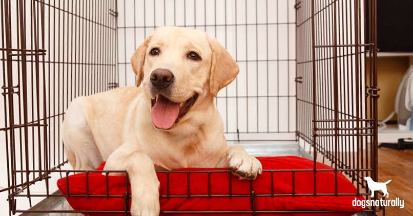 calming a puppy in a crate