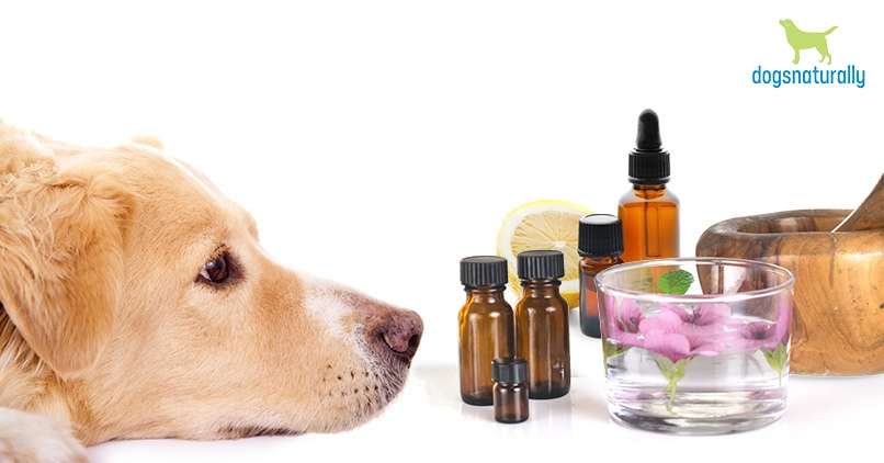 ginger oil for dogs