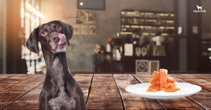 salmon diet for dogs