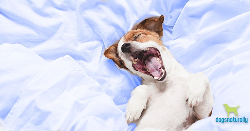 Melatonin For Dogs More Than Just a Good Night�s Sleep