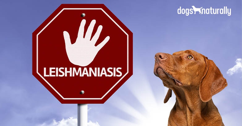 caring for a dog with leishmaniasis