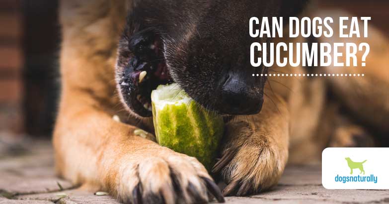 are dog allowed to eat cucumber