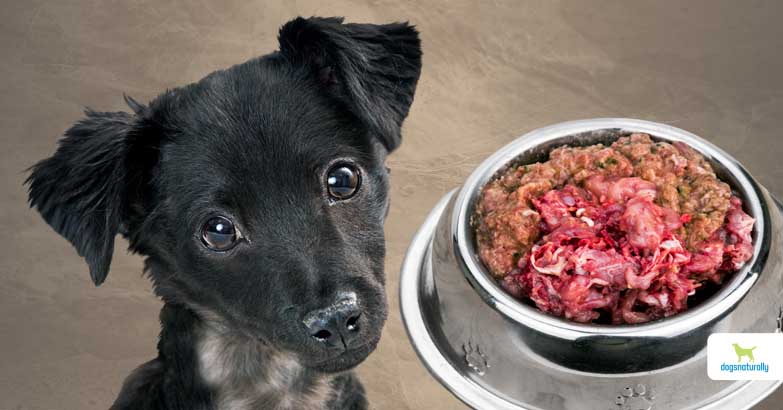 Raw Dog Food: 6 Simple Rules To Get 