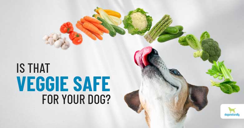 can you feed dogs fermented vegetables