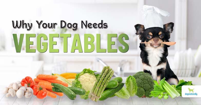 11 Reasons Your Dog Should Eat Vegetables Dogs Naturally