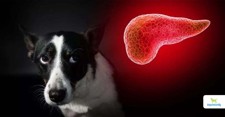can a dog live without a pancreas