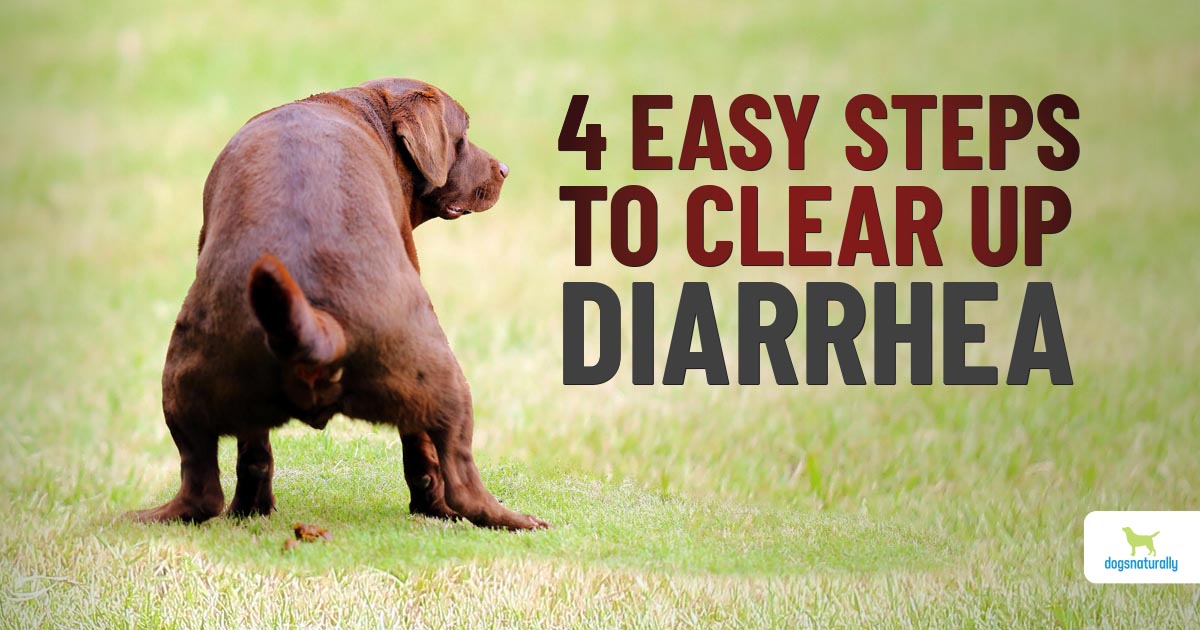 what can you give a dog to stop diarrhea