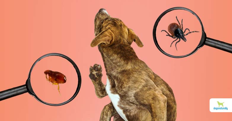 can humans get fleas of dogs