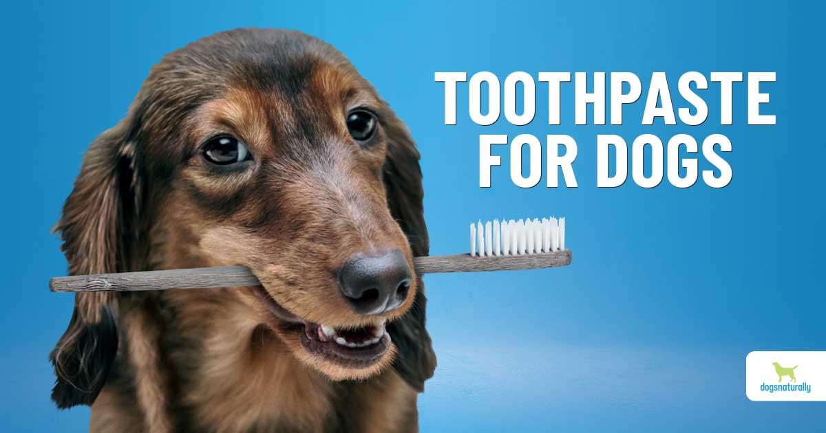 dogs with human teeth commercial