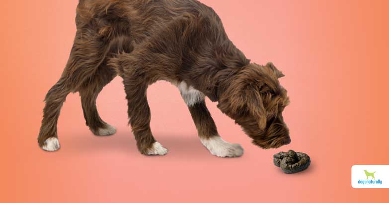 do dogs poop where other dogs poop