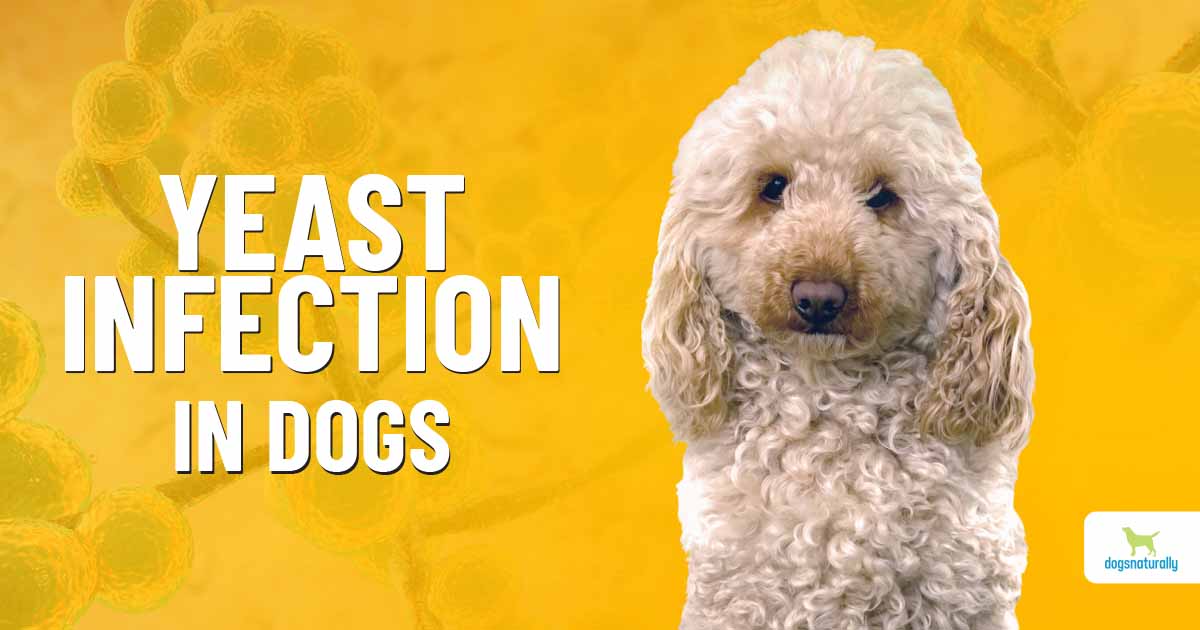 how do i treat yeast infection in my dog