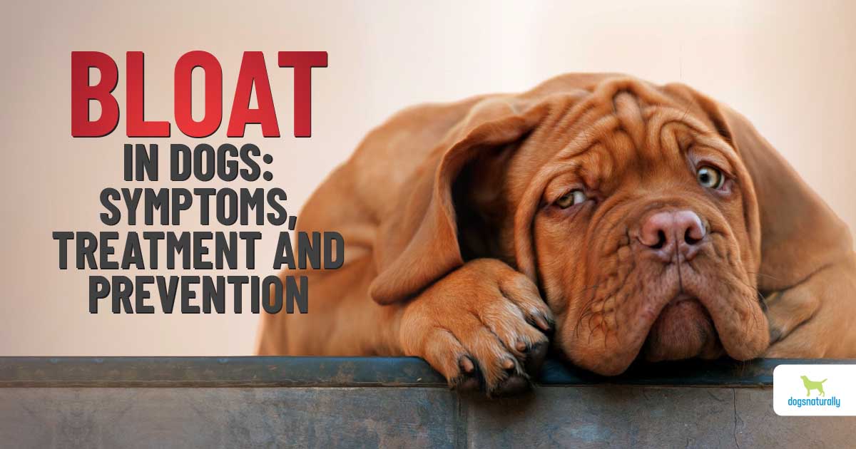 Preventing Bloat In Dogs With These Top DIY Remedies - Dogs Naturally