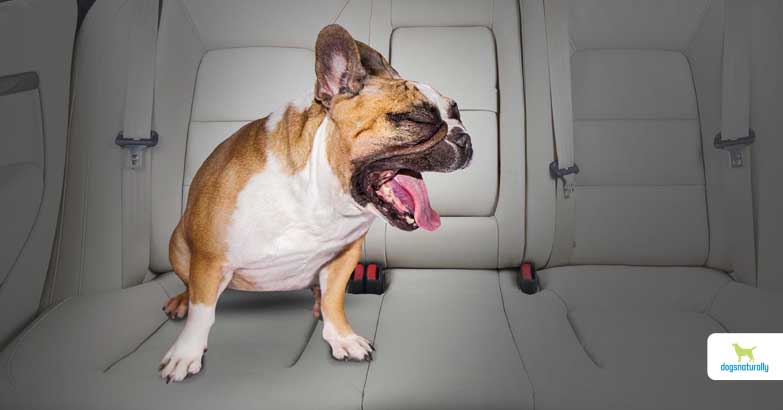 How Do Dogs Act When They Get Car Sick? Signs & Solutions