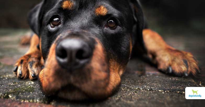 does hypothyroidism cause seizures in dogs