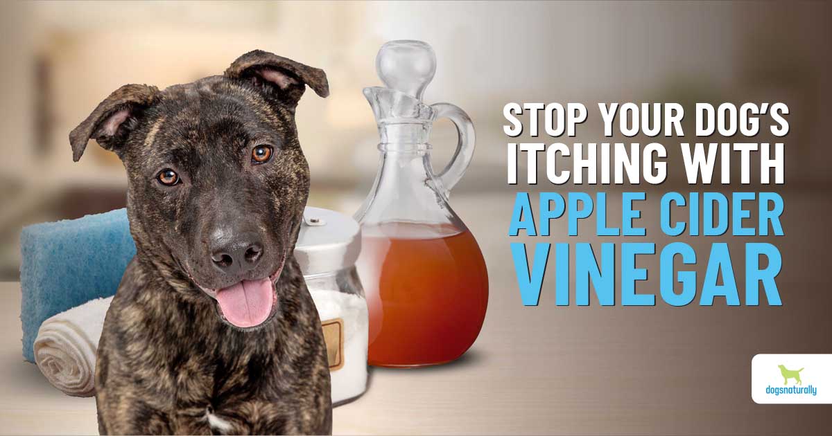 how does apple cider vinegar get rid of fleas on dogs