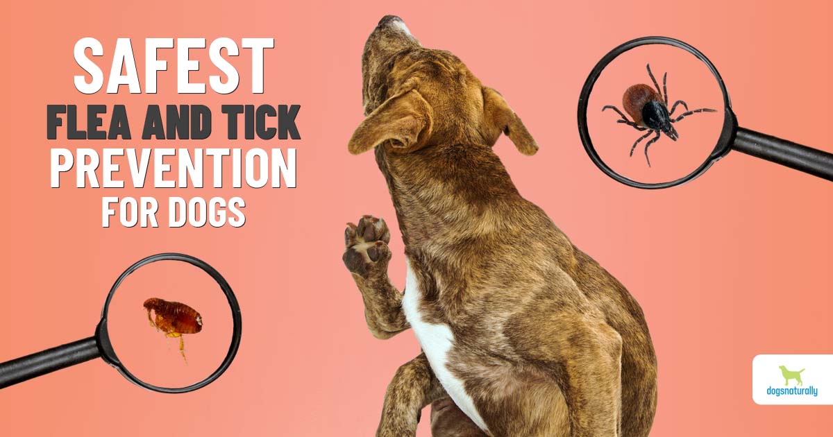 what attracts fleas to dogs