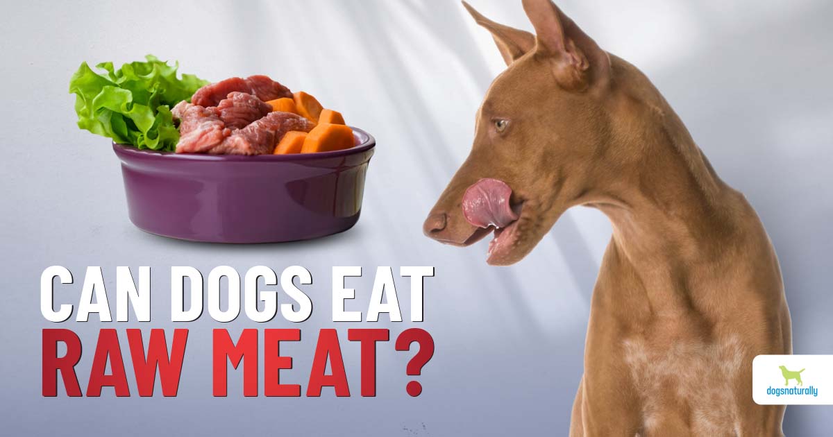 can a dog get sick eating raw chicken