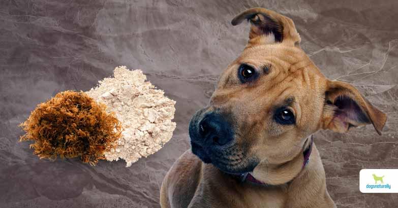 Is Carrageenan Safe For Dogs?