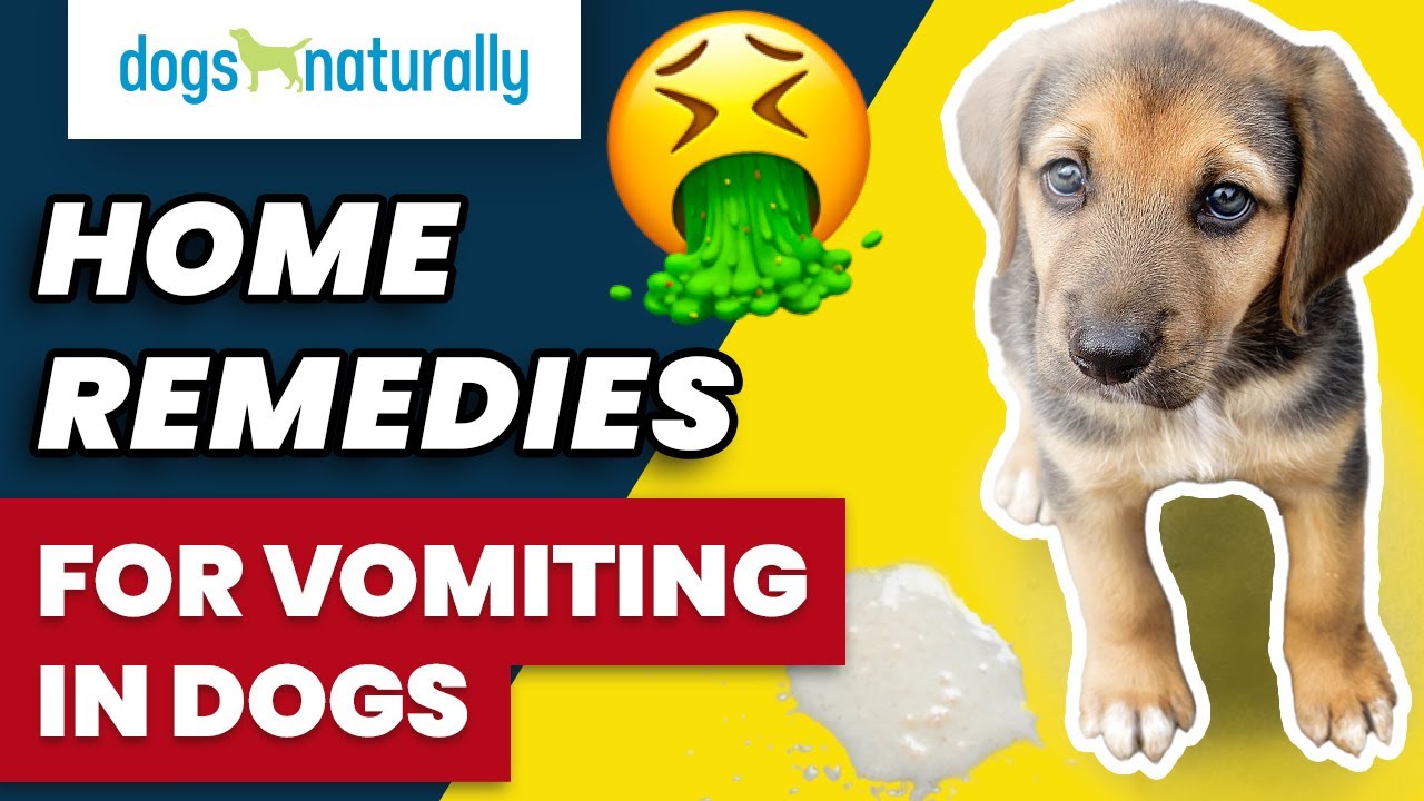 Home Remedies For Vomiting In Dogs Dogs Naturally