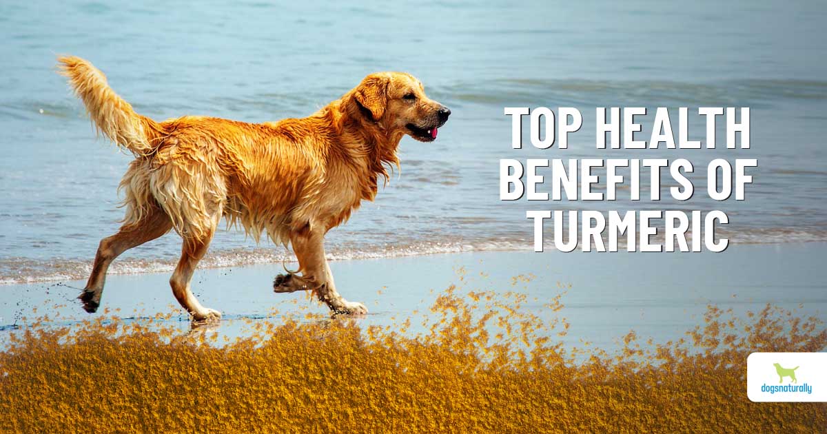 One Girl Five Dogs Xxx Vid - Turmeric For Dogs: 5 Surprising Health Benefits - Dogs Naturally