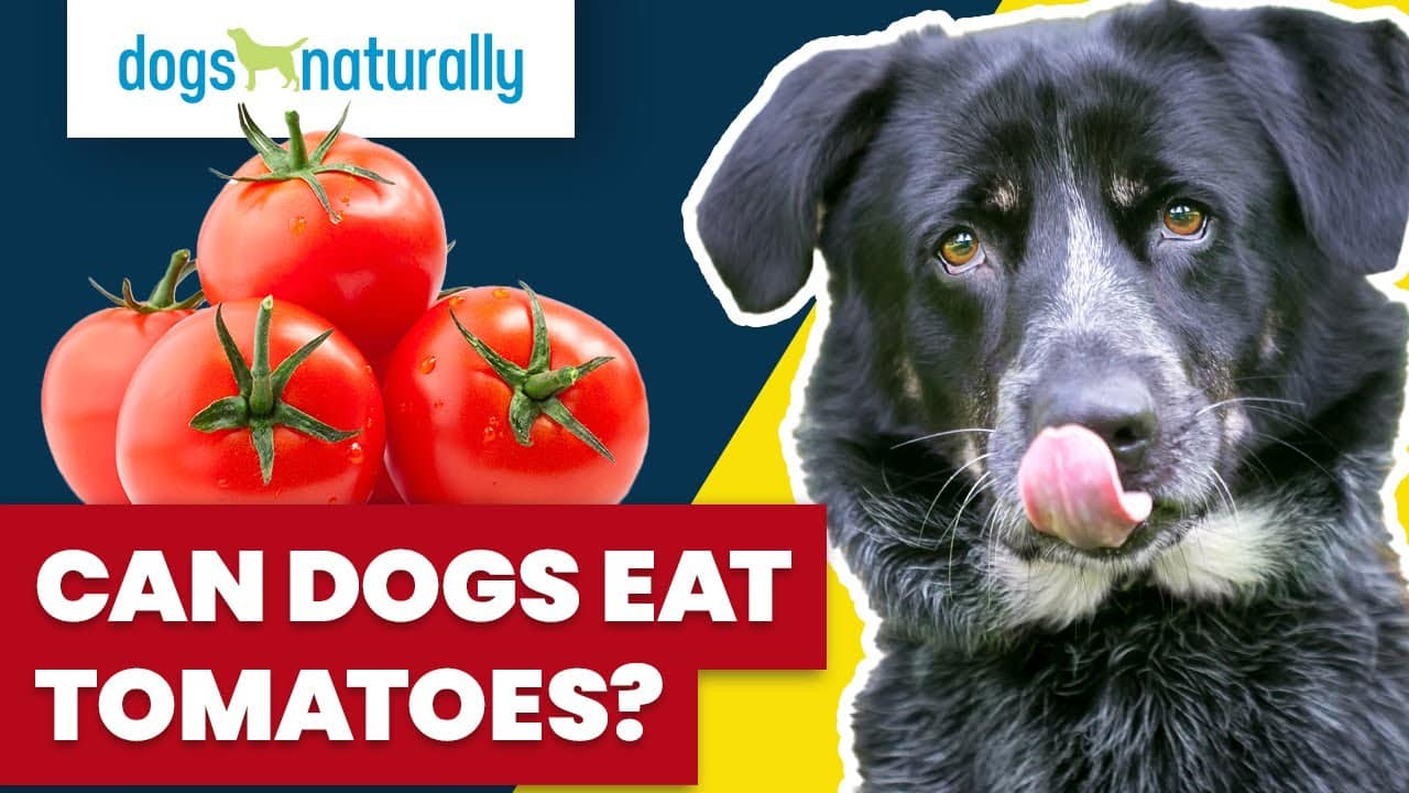 Can Dogs Eat Tomatoes Dogs Naturally