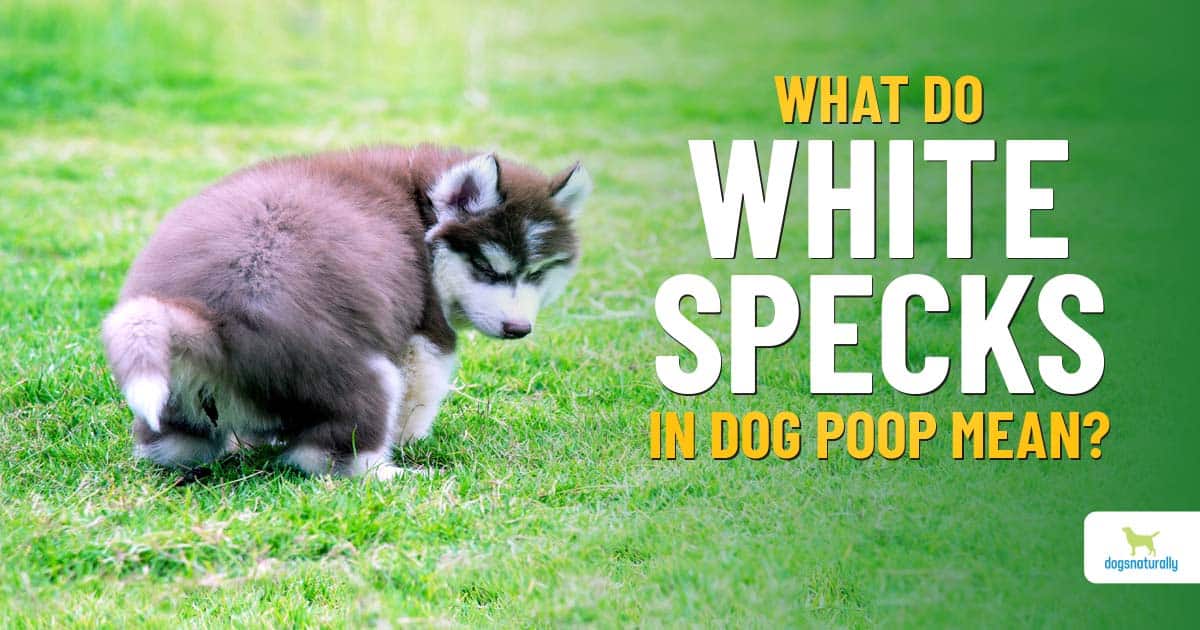 what causes excessive pooping in dogs
