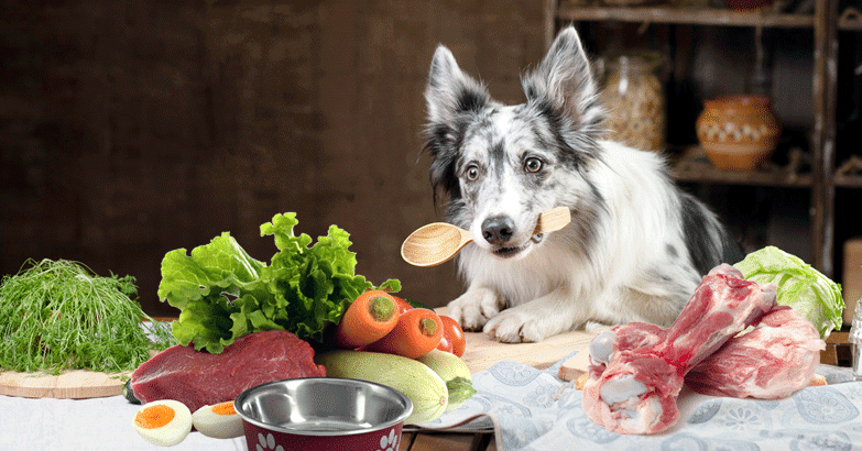 Handmade Dog Food Dispenser: A Smart Solution for Meal Control 