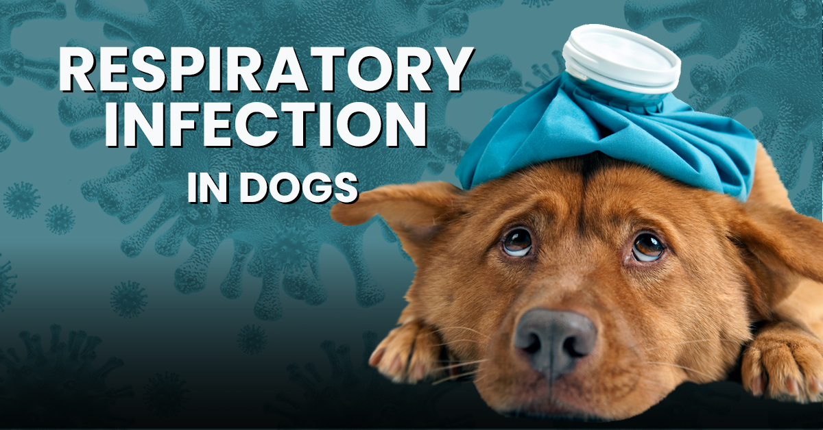 5 Ways To Manage Respiratory Infection In Dogs Dogs Naturally